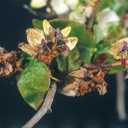 Botrytis_Fruchtfaeule_I.jpg