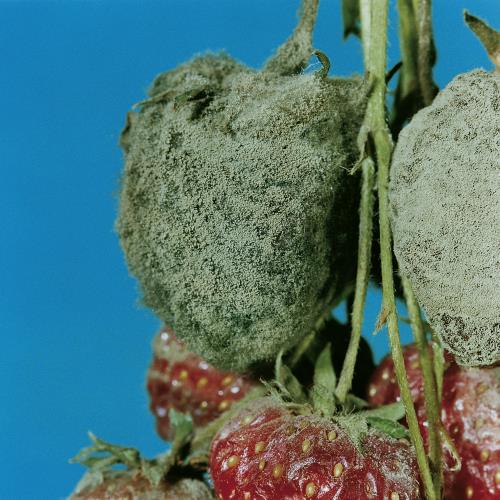 Botrytis-Fruchtfaeule_II.jpg