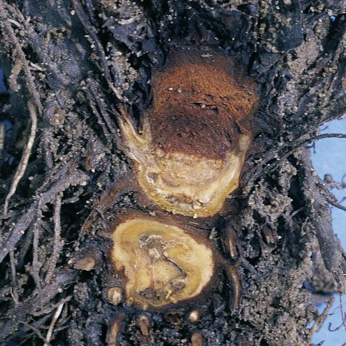 Rhizomfaeule_II.jpg