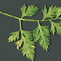 Cercospora_Blattflecken_1.jpg