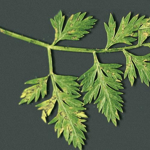 Cercospora_Blattflecken_1.jpg