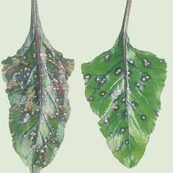Cercospora_Blattflecken_2.jpg