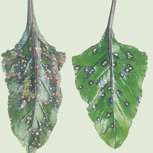 Cercospora_Blattflecken_2.jpg