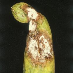 Sklerotinia_Faeule_2.jpg