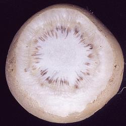 Fusarium_Welken_1.jpg