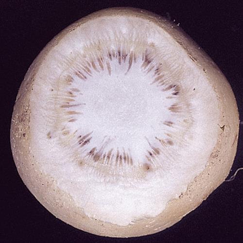 Fusarium_Welken_1.jpg