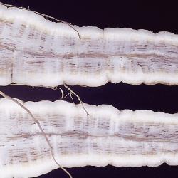 Fusarium_Welken_2.jpg