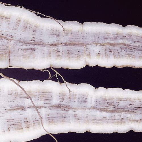 Fusarium_Welken_2.jpg
