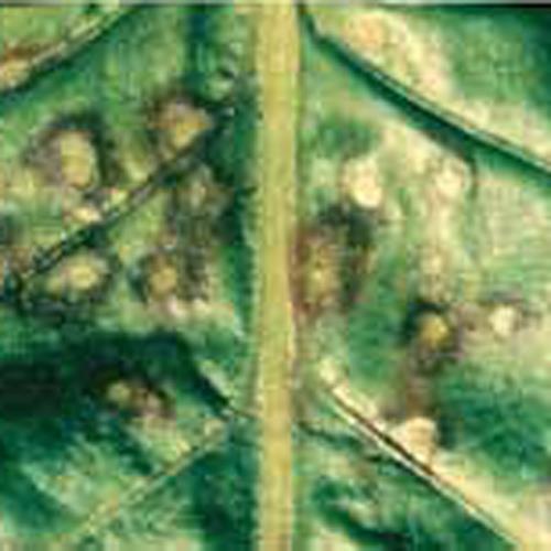 Cercospora2.jpg