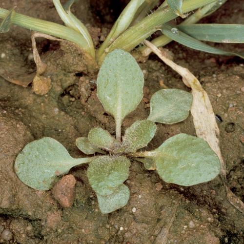 Rainkohl Gemeiner.jpg