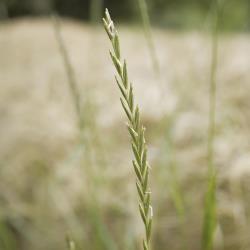 Agropyron repens03.jpg