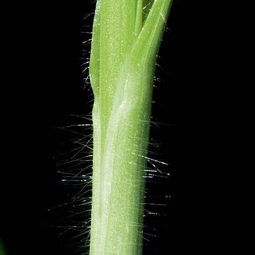 Bromus sterilis01.jpg