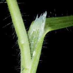 Bromus sterilis02.jpg