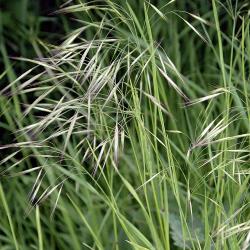 Bromus sterilis04.jpg