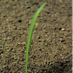 Echinochloa crus-galli01.jpg