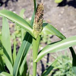 Echinochloa crus-galli04.jpg