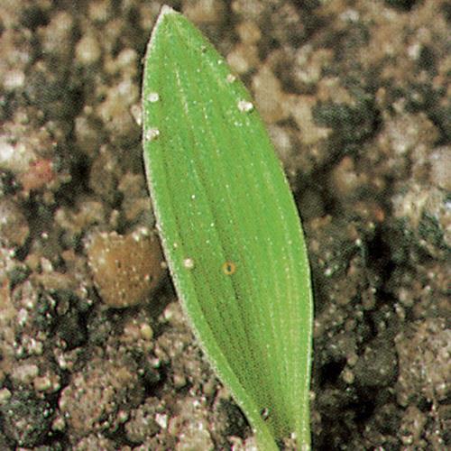 Eleusine indica01.jpg