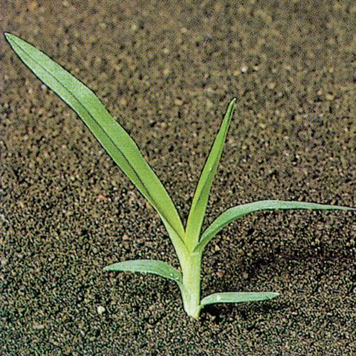 Eleusine indica02.jpg