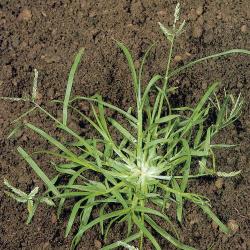 Eleusine indica03.jpg
