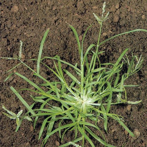 Eleusine indica03.jpg