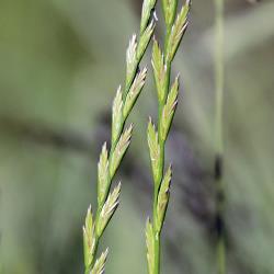 Lolium perenne02.jpg