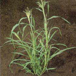 Panicum dichotomiflorum03.jpg