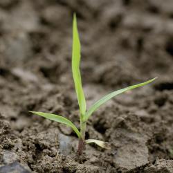 Setaria glauca03.jpg