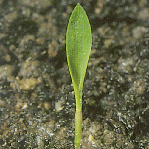 Setaria viridis01.jpg
