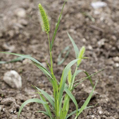 Setaria viridis03.jpg