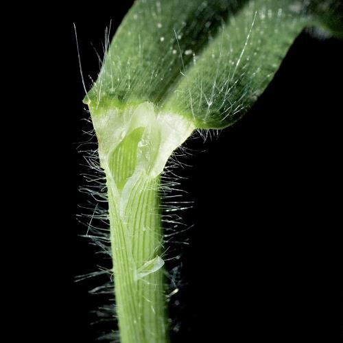 Digitaria sanguinalis02.jpg