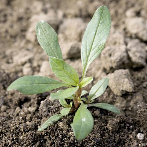 Amaranthus blitoides02.jpg