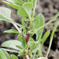 Amaranthus blitoides03.jpg