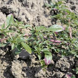 Amaranthus blitoides04.jpg