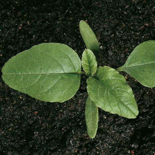 Amaranthus hybridus02.jpg