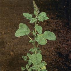 Amaranthus hybridus03.jpg