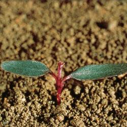 Amaranthus lividus01.jpg