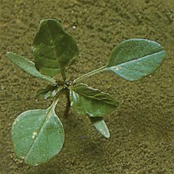 Amaranthus lividus02.jpg