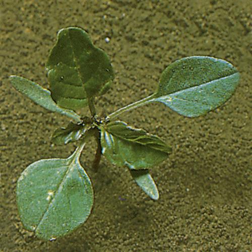 Amaranthus lividus02.jpg
