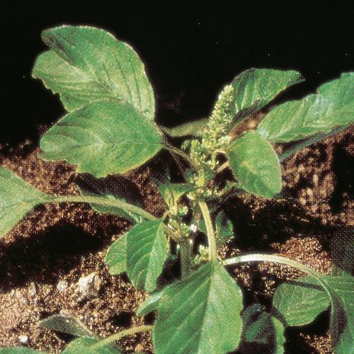 Amaranthus lividus03.jpg