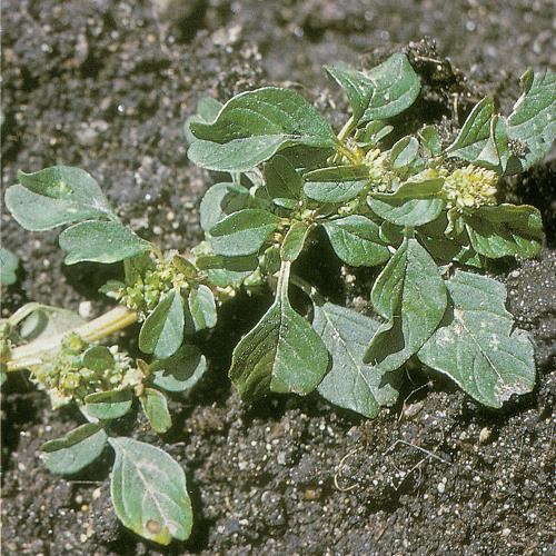 Amaranthus lividus04.jpg