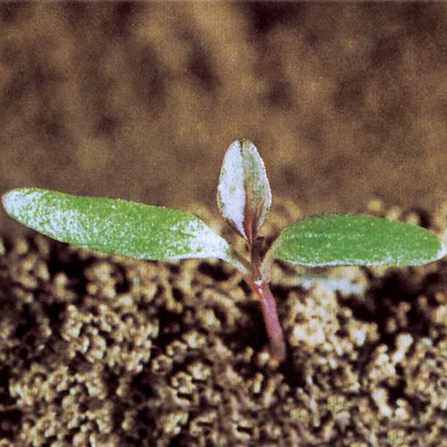 Amaranthus retroflexus01.jpg