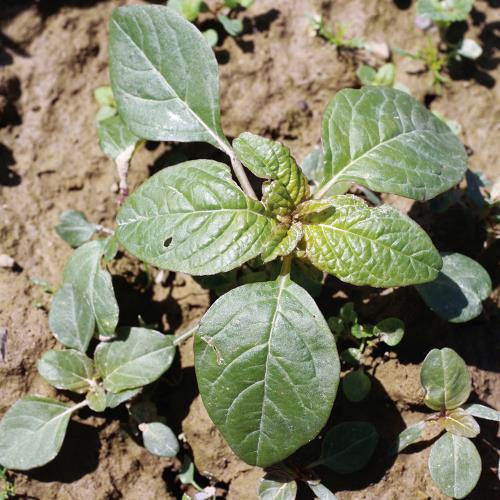 Amaranthus retroflexus02.jpg