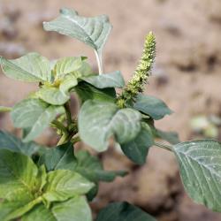 Amaranthus retroflexus03.jpg