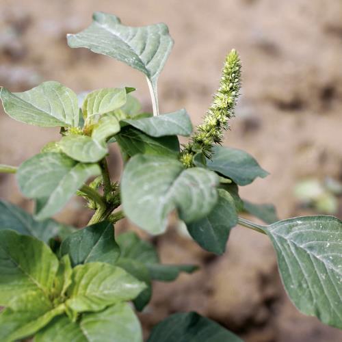 Amaranthus retroflexus03.jpg