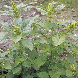 Amaranthus retroflexus04.jpg