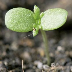 Anthemis arvensis01.jpg