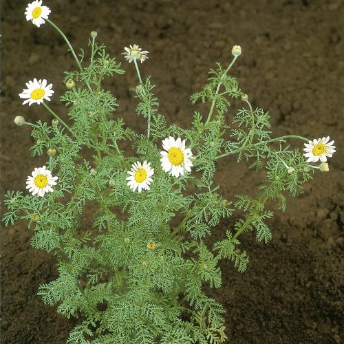 Anthemis arvensis04.jpg