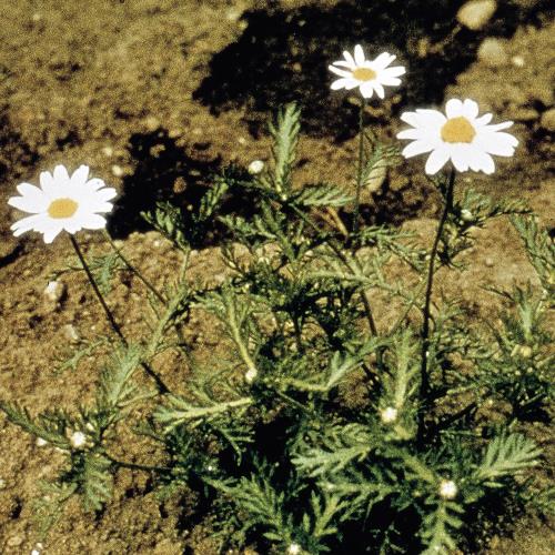 Anthemis cotula04.jpg