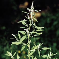 Atriplex patula04.jpg