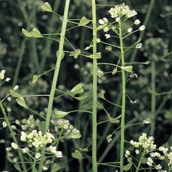 Capsella bursa-pastoris04.jpg